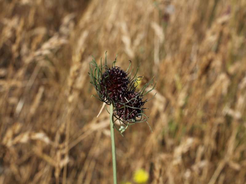 Allium vineale / Aglio delle vigne